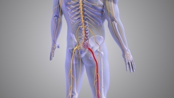 Detailed medical graphic of the human central nervous system illustrating spinal cord pathways and sensory receptor networks.