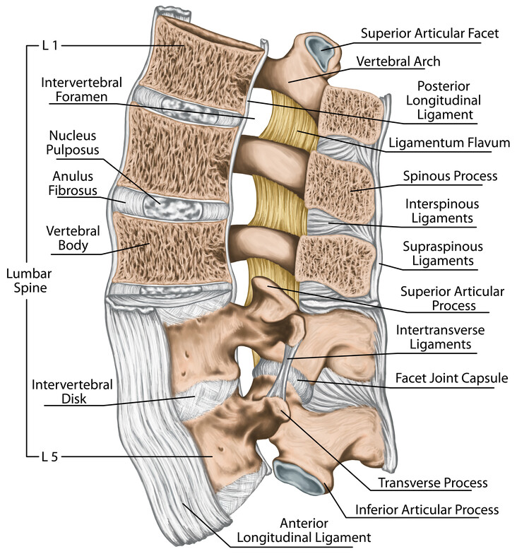 Detailed anatomical side view of the lumbar spine highlighting ligaments, facet joints, and nerve roots.