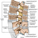 Detailed anatomical side view of the lumbar spine highlighting ligaments, facet joints, and nerve roots.