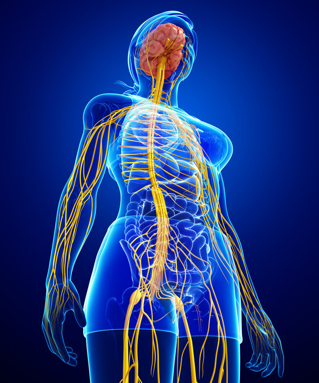Full-body anatomical model highlighting the human central nervous system, including the brain, spinal cord, and peripheral nerves.